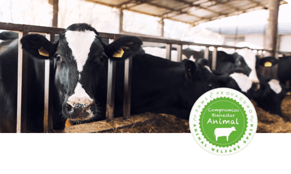 Certificado de bienestar animal bovino