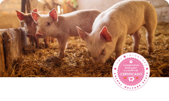 Certificado bienestar animal cerdos
